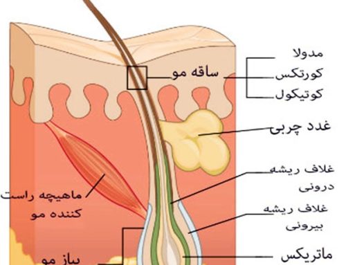 ساختار مو
